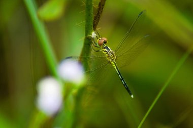 Yusufçuk bir dala tünedi.