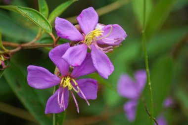 Melastoma malabathricum L., Karamunting, Indian Rhododendron, Singapur Rhododendron veya Sendunia olarak da bilinir.