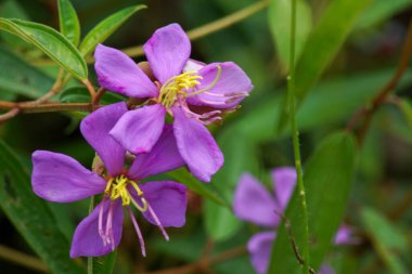 Melastoma malabathricum L., Karamunting, Indian Rhododendron, Singapur Rhododendron veya Sendunia olarak da bilinir.