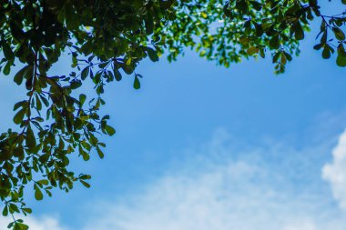 Mavi arka planda yeşil yapraklar. Boşluğu kopyala