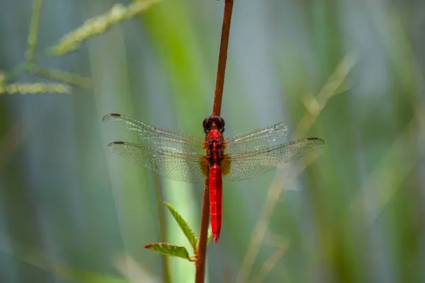 Küçük bir dal üzerinde kırmızı yusufçuk. Rhodothem lieftincki, yaygın adı: