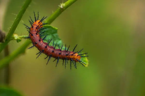 Yeşil yapraklı bir tırtılın yakın plan çekimi.