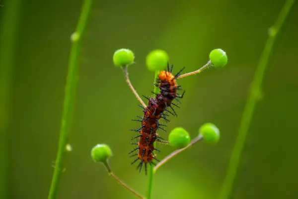 Yeşil yapraklı bir tırtılın yakın plan çekimi.