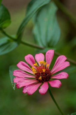 Bahçedeki pembe zinnia çiçeklerinin dikey görüntüsü