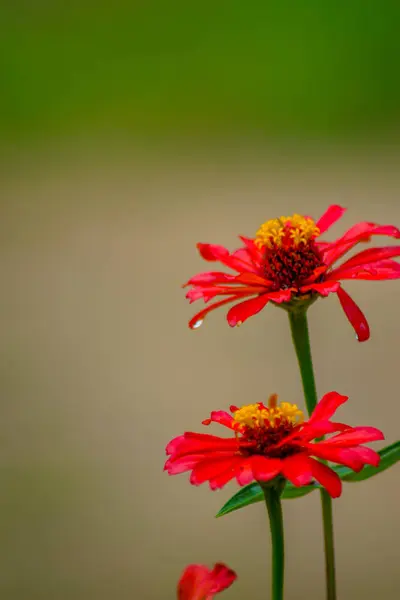 Bahçedeki kırmızı zinya çiçeklerinin dikey görüntüsü