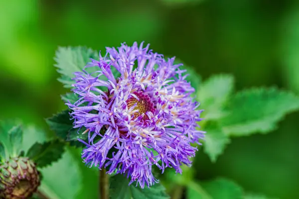 Centratherum punctatum, Brezilya 'da yaygın olarak Brezilya Düğme Çiçeği, Lark Daisy veya Creeping Daisy olarak bilinen, dekoratif çiçekleri ve yapraklarıyla bilinen tropikal bir bitkidir.