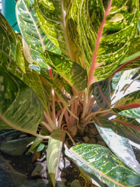 Aglaonema Dona Carmen 'in yakın çekim görüntüsü, güzel kapalı alan süs bitkisi.