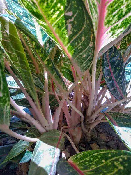 Aglaonema Dona Carmen 'in yakın çekim görüntüsü, güzel kapalı alan süs bitkisi.