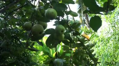 Endonezyalı adam, Guava 'nın hasat edilişini kontrol ediyor.