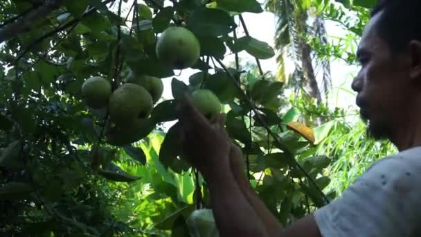 Endonezyalı Adam Guava Nın Hasat Edilişini Kontrol Ediyor — Stok video