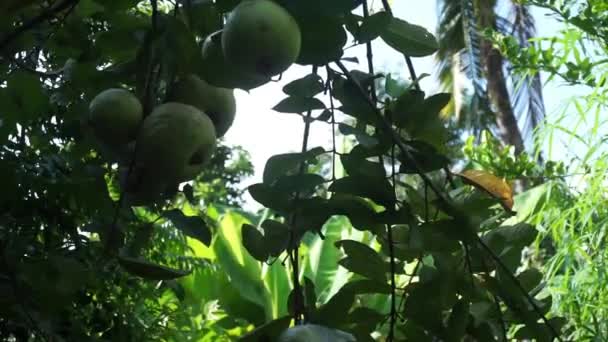Indonesisk Man Plockar Mogen Guava Trädgården — Stockvideo