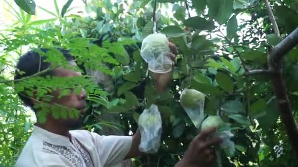 Indonesian Man Opens Plastic Wrapper Ripe Guava Garden Guava Wrapped — Stock Video