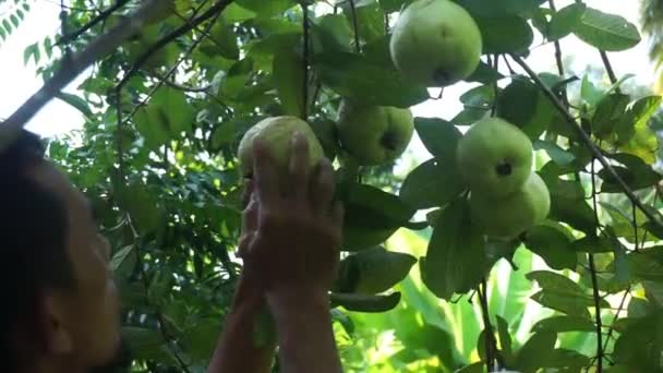 Индонезиец Проверяет Гуаву Сбора Урожая — стоковое видео