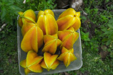 Taze toplanmış yıldız meyvesi veya karambola (Averrhoa carambola) yakın plan görüntüsü)