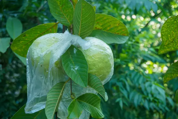 Guavas are wrapped in food-grade plastic, which is easily decomposed, to protect the fruit from pest attacks instead of using pesticides