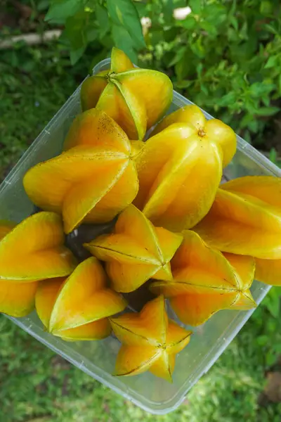 stock image close-up view of freshly harvested starfruit or carambola (Averrhoa carambola)