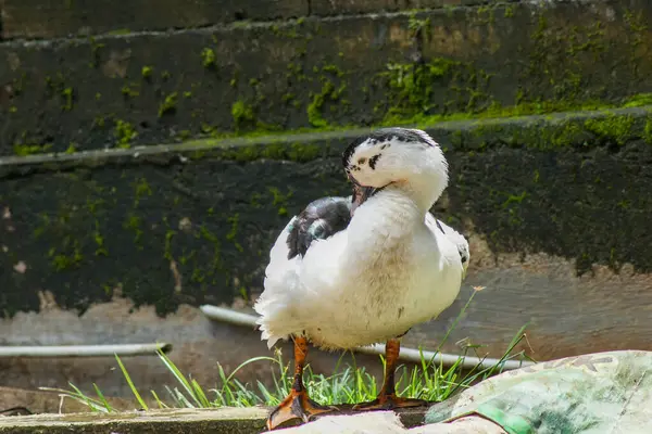 Arka bahçede entok ya da mentok (Cairina moschata). 