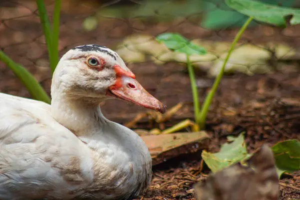 stock image entok or mentok (Cairina moschata) in the backyard. The Muscovy or Barbary is the domesticated form of the wild Muscovy duck