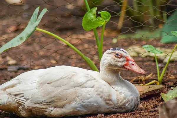 Arka bahçede entok ya da mentok (Cairina moschata). 