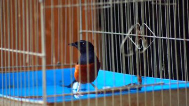 Saksağan kuş kafeste banyo yapıyor.