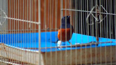 Saksağan kuş kafeste banyo yapıyor.