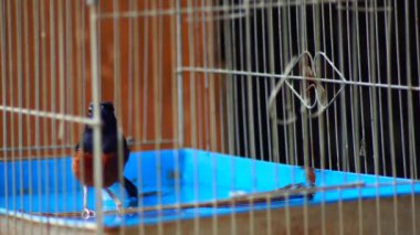 Saksağan kuş kafeste banyo yapıyor.