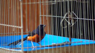 Saksağan kuş kafeste banyo yapıyor.