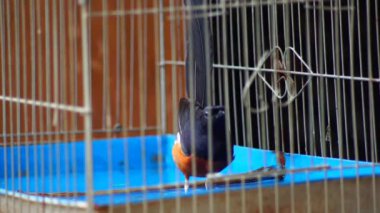 Saksağan kuş kafeste banyo yapıyor.