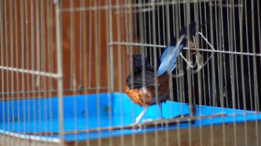Saksağan kuş kafeste banyo yapıyor.
