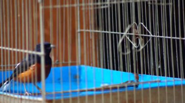 Saksağan kuş kafeste banyo yapıyor.