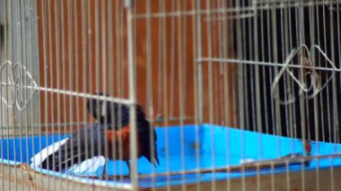 Saksağan kuş kafeste banyo yapıyor.