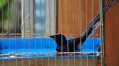 Saksağan kuş kafeste banyo yapıyor.