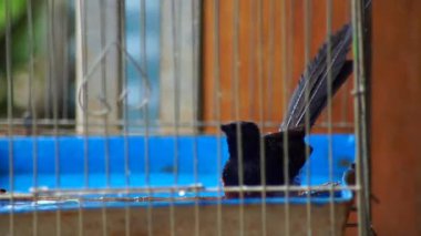 Saksağan kuş kafeste banyo yapıyor.
