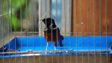 Saksağan kuş kafeste banyo yapıyor.