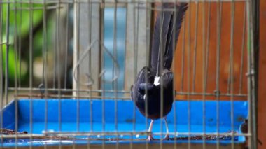 Saksağan kuş kafeste banyo yapıyor.