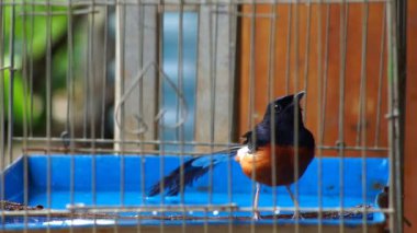 Saksağan kuş kafeste banyo yapıyor.