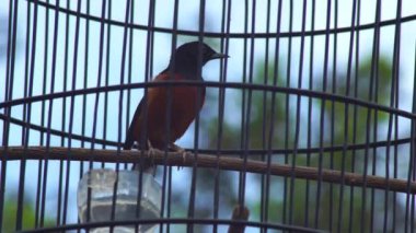 Olgun yıldız meyveleri ağaçta toplanmaya hazır. Yıldız meyvesi (ayrıca Carambola olarak da bilinir), Güneydoğu Asya 'ya özgü bir ağaç türü olan Averrhoa Carambola' nın meyvesidir.