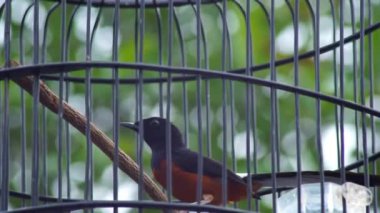 Olgun yıldız meyveleri ağaçta toplanmaya hazır. Yıldız meyvesi (ayrıca Carambola olarak da bilinir), Güneydoğu Asya 'ya özgü bir ağaç türü olan Averrhoa Carambola' nın meyvesidir.
