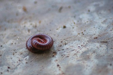 Kırkayaklar, Endonezya 'da genellikle kendilerini yırtıcılardan korumak için çember oluştururlar.