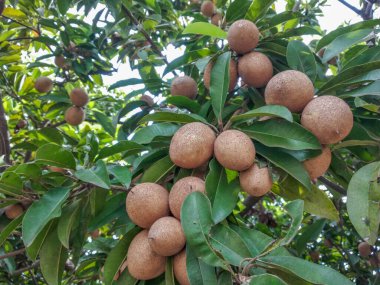 Ağaçtaki sapodilla meyveleri
