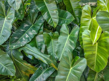 Philodendron, bahçede yeşil yapraklar. Doğa soyut arkaplan ve doku