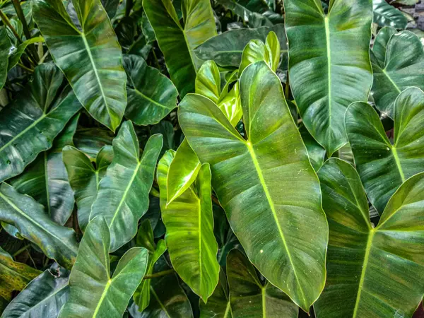 Philodendron, bahçede yeşil yapraklar. Doğa soyut arkaplan ve doku