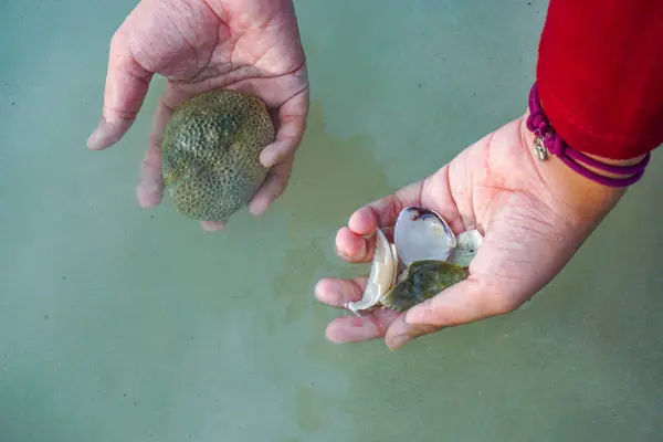 El ele tutuşan deniz kabuğunun yakın görüntüsü