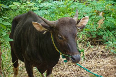 Sığır ağılına bağlanmış bir inek.