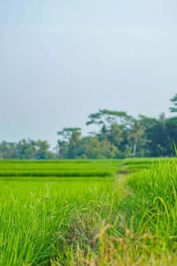 pirinç bitkisi (Oryza sativa) tarlada
