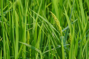 pirinç bitkisi (Oryza sativa) tarlada