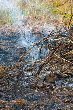 Ormanın kenarındaki yanmış dalların kalıntıları.