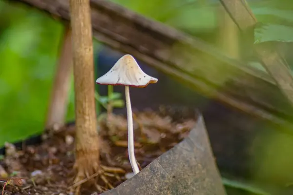 Bulanık arkaplanı olan güzel beyaz bir mantarın yatay yakın çekimi.