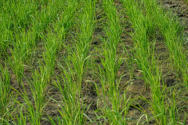 pirinç bitkisi (Oryza sativa) tarlada