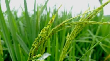 pirinç tarlasında pirinç yetişiyor